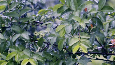 fuertes lluvias caen sobre el matorral, empapando ramas y matorrales