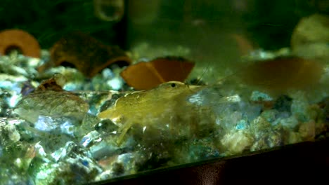 atyopsis moluccensis o camarones de bambú, comiendo algas de la ventana de su acuario