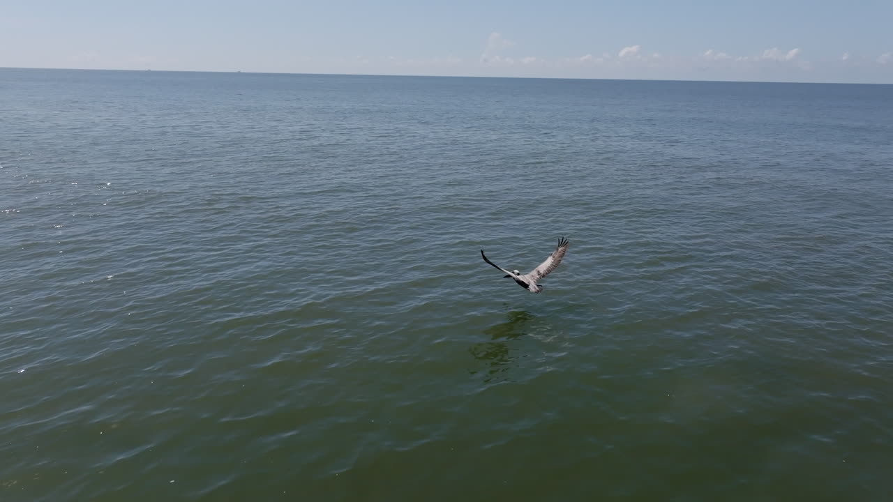 Aerial video captures a pelican taking off just above the water’s surface off Hilton Head Island’s coast, framed by calm ocean waves