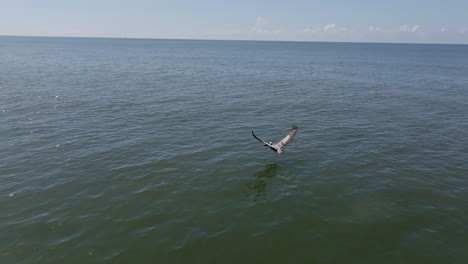 aerial video captures a pelican taking off just above the water’s surface off hilton head island’s coast, framed by calm ocean waves
