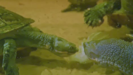Unterwasseraufnahme-Von-Mary-River-Schildkröten,-Die-Miteinander-Interagieren