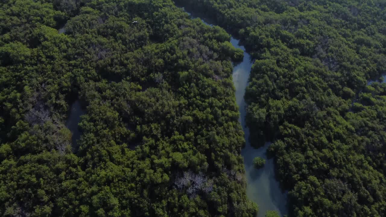수평선을 드러내는 tarout 섬에서 맹그로브 위로 뒤로 비행하는 공중