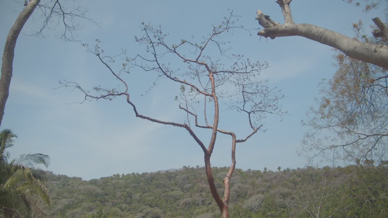 Landscape with a blue sky and a thin tree in the middle
