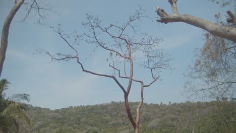 landscape with a blue sky and a thin tree in the middle