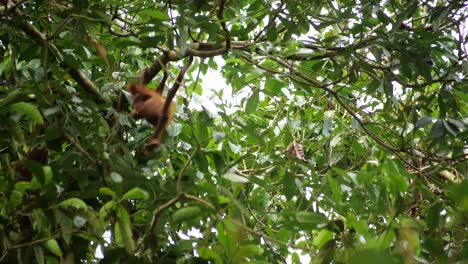 a baby orang utan in the borneo forest is suspended to climb alone in the tree