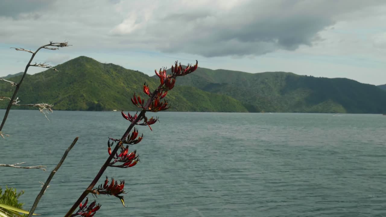 planta graciosa balanceándose en el viento con pintorescas colinas con vistas al agua en el fondo