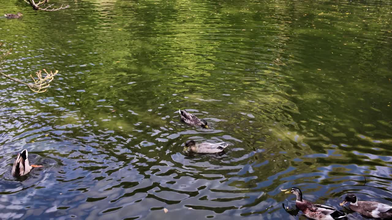Ducks swimming and feeding in green water creating ripples