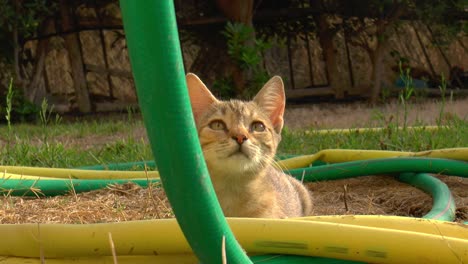 calico cat lies in the garden behind garden hoses