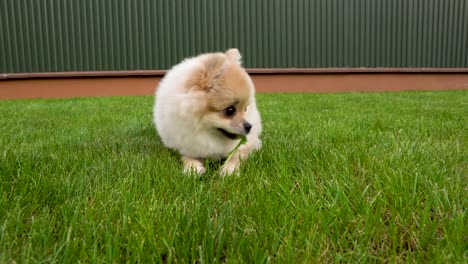 camera finds a cute little pomeranian spitz lying on the grass.