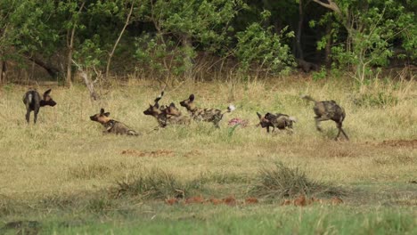 Plano-General-De-Perros-Salvajes-Africanos-Alimentando-A-Sus-Cachorros,-Khwai-Botswana