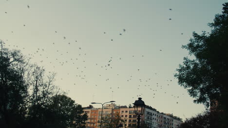 Bandada-De-Pájaros-Vuela-En-Los-Cielos-De-Milán-Al-Amanecer