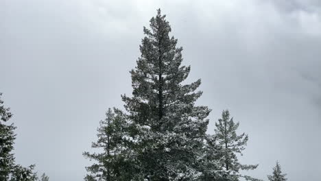 coniferous trees with snow during mt storm king hike in washington usa - wide