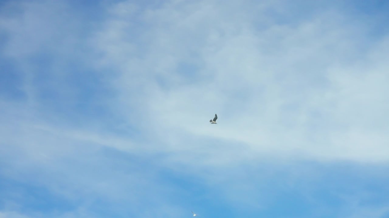 Måger flyver mod blå himmel med hvide, tynde skyer