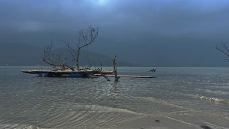 leafless tree isolated on tranquil lake on a cloudy day. static shot