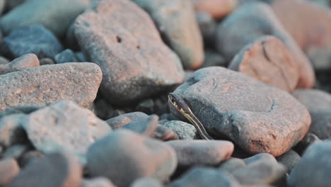 serpiente camuflada escondida perfectamente entre las piedras