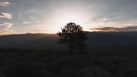 a lone tree in the eastern sierra mountains during sunrise