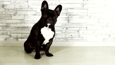 animal dog breed french bulldog sitting