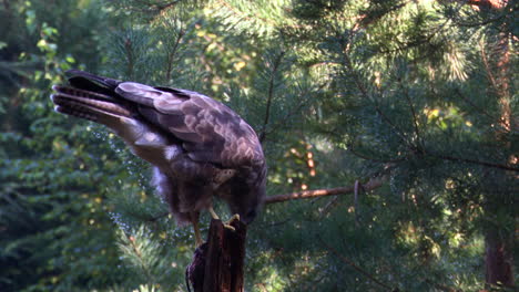 Mäusebussard-Frisst,-Während-Er-Auf-Einem-Baumstumpf-In-Einem-Wald-Sitzt