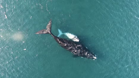 Wunderschöner-Wal,-Der-Mit-Seinem-Weißen-Baby-An-Der-Oberfläche-Schwimmt,-Drohnenaufnahme-Zoomt-Herein