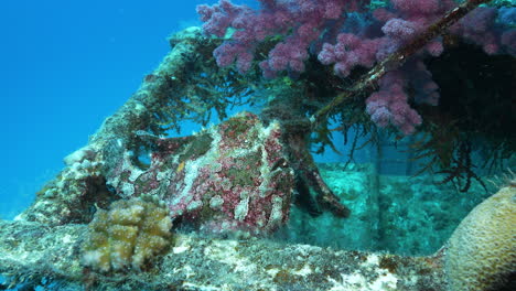 Close-up-of-marbled-frogfish-under-a-soft-coral-on-a-shipwreck