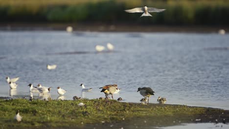 ducks and their young by the water