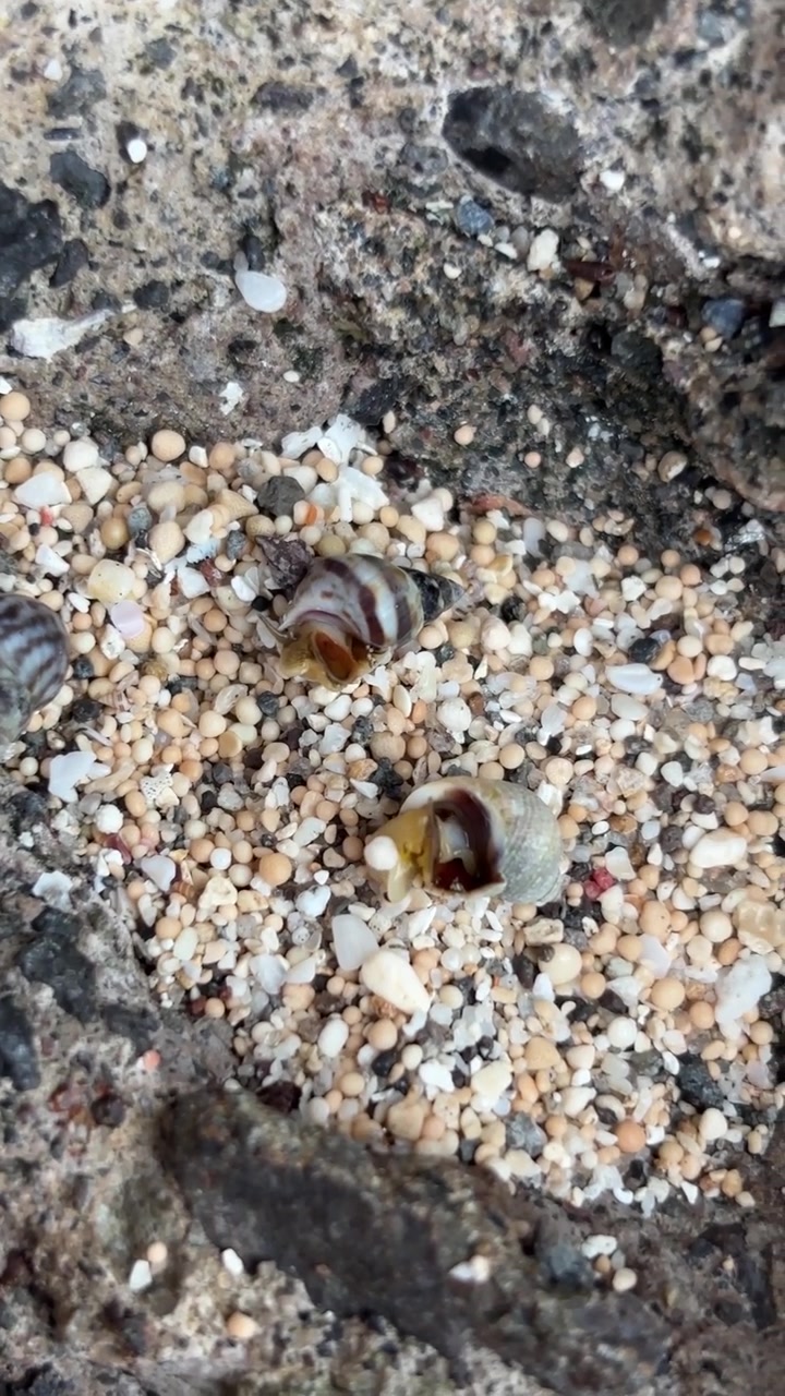 Two Small Hermit Crabs Moving on Sandy Beach