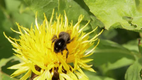 Eine-Makro-Nahaufnahme-Einer-Hummel-Auf-Einer-Gelben-Blume,-Die-Nach-Nahrung-Sucht