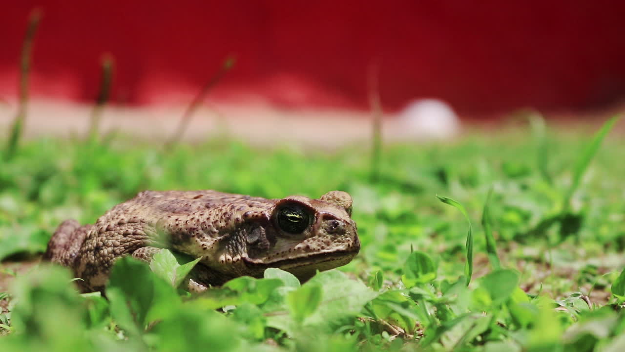 Frog croaking in a meadow. Static. Focus movement