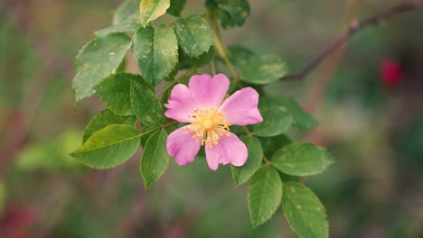 Rosa-Canina,-commonly-known-as-Dog-Rose,-wild-rose-species-native-to-Europe