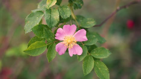 Rosa-Canina,-Allgemein-Bekannt-Als-Hundsrose,-Wilde-Rosenart,-Die-In-Europa-Beheimatet-Ist