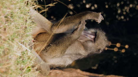 vertical view of baboon monkey look for lice on its fur