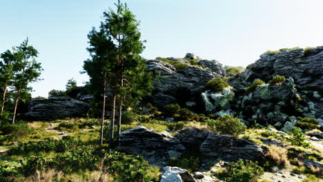 rocky mountain landscape with pine trees