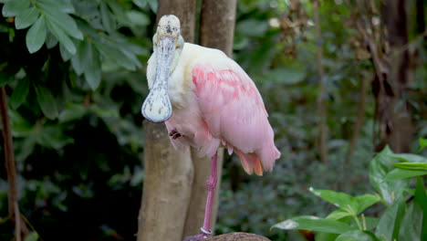 Primer-Plano-De-Espátula-Rosada-Tropical-En-La-Naturaleza-De-África