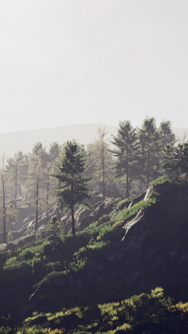 Misty morning reveals a tranquil forest landscape in serene natural beauty