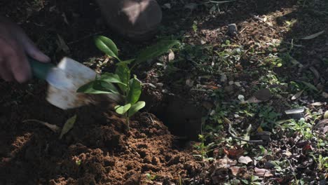 After-planting-a-small-tree,-filling-in-the-hole-as-part-of-reforestation,-close-up