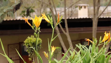 Attractive-yellow-delicate-flowers-on-green-plant-with-white-building-in-background,-shallow-rack-focus-close-up