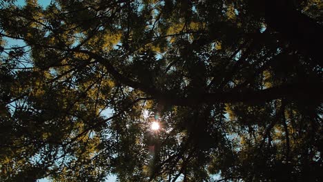 the sun's rays creep through the leaves of the tree