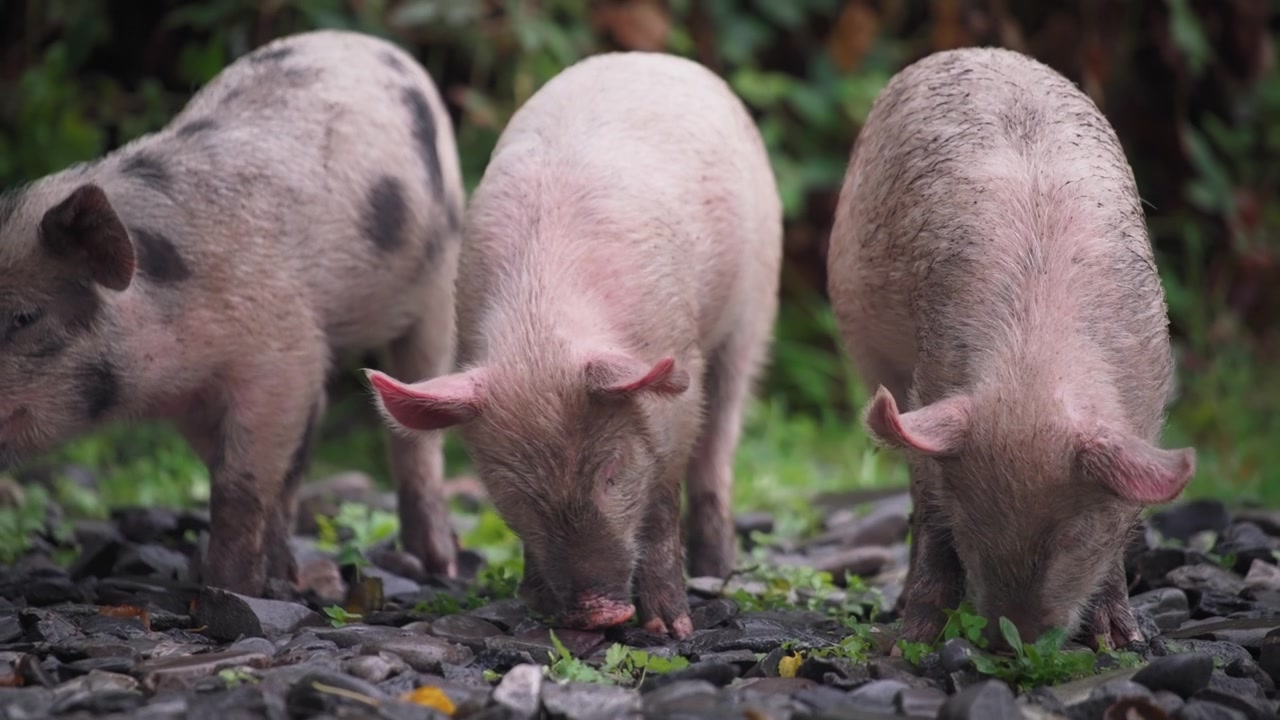 Leitões fofos procurando comida
