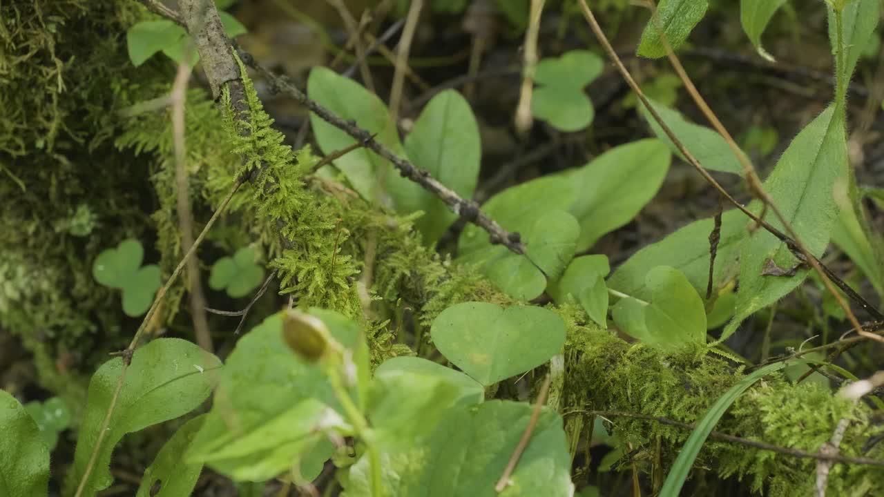 숲의 바닥과 모스와 식물의 클로즈업