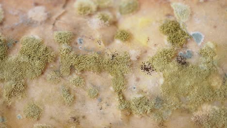 close-up of mold on bread