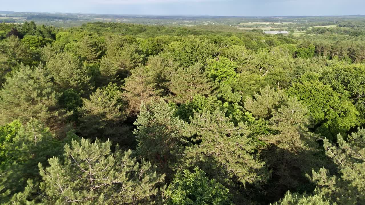 вид с воздуха на пышный зеленый лес