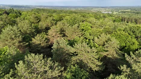vista aérea del exuberante bosque verde