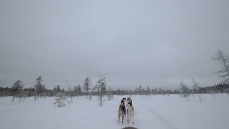 viaje de invierno en el bosque con trineo de perros