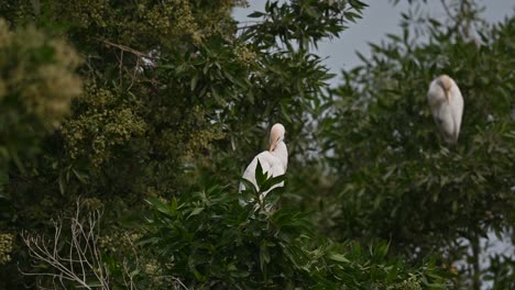 garcilla bueyera vagando por los árboles en busca de insectos en la tierra pantanosa - bahrein