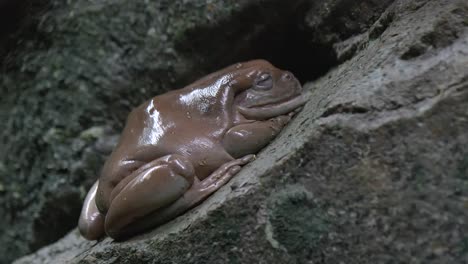 white's tree frog sleeping on a rock