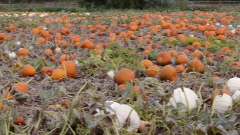 low level panning shot of mixed coloured pumpkins in a farmer's field