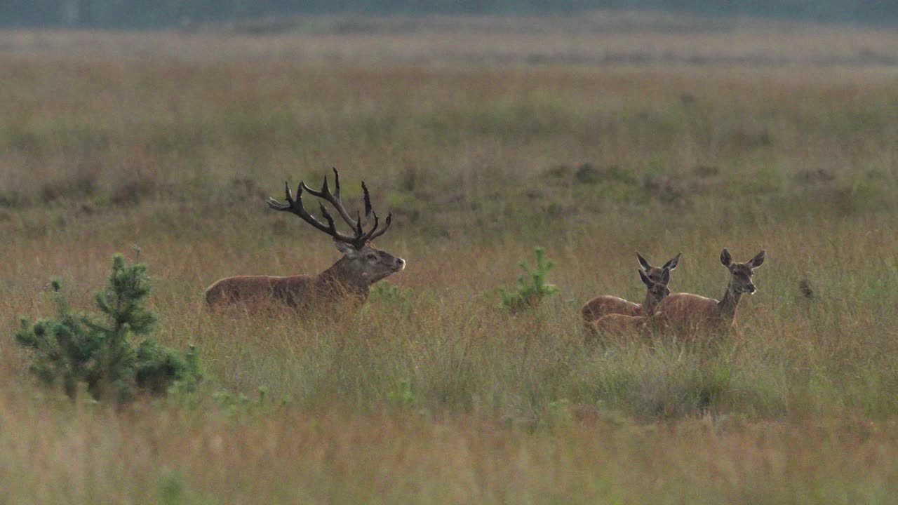 ciervo rojo dominante en el prado persiguiendo ciervos y bramando, temporada de rotación