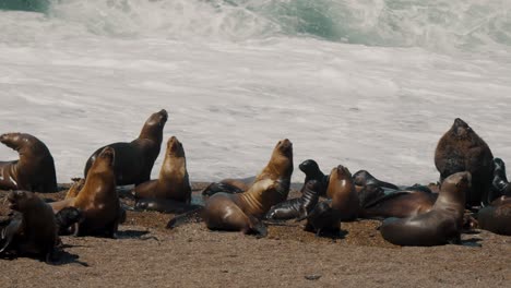 south american sea lion colony with harem and offspring at peninsula valdes in argentina