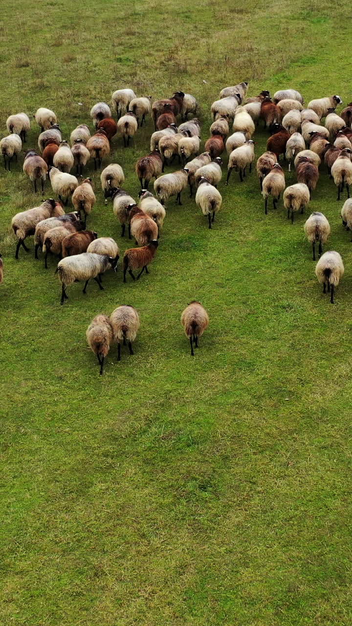 Herd of sheep on pasture. Group of beautiful domestic mammals grazing on field. Sheep feeding on a meadow. Aerial view. Vertical video