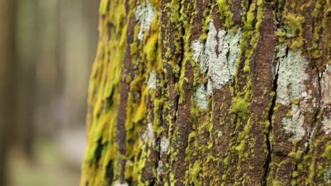 Schließen-Sie-Eine-Alte-Baumrinde-Mit-Grünem-Moos-Auf-Einem-Hintergrund-Des-Herbstwaldes